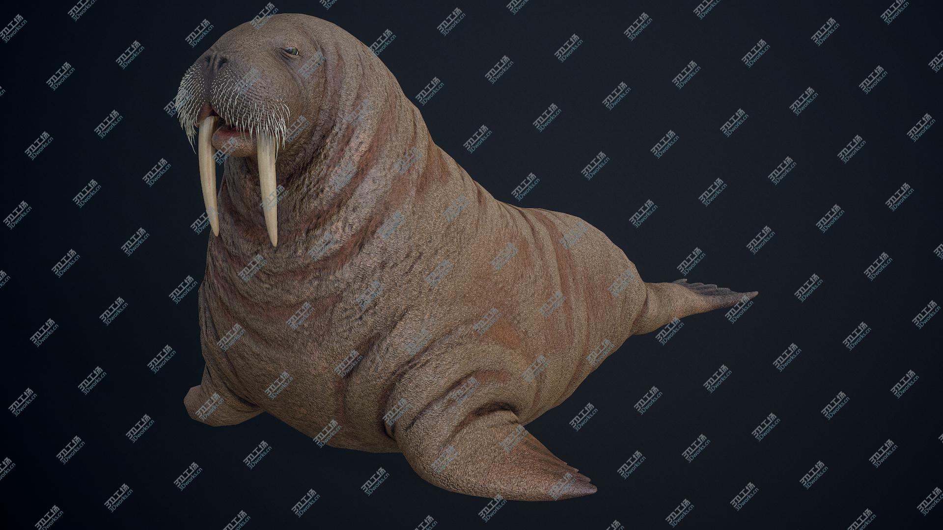 images/goods_img/2021040233/3D model Walrus/3.jpg